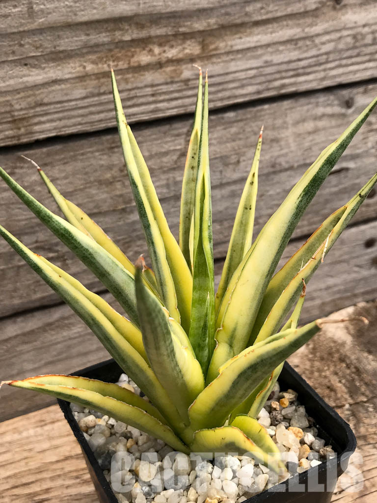 SHPR6097 Sansevieria gracilis Variegated