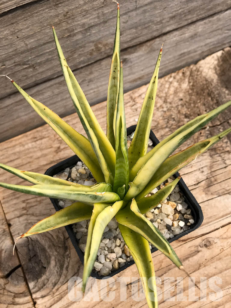 SHPR6097 Sansevieria gracilis Variegated - Image 4
