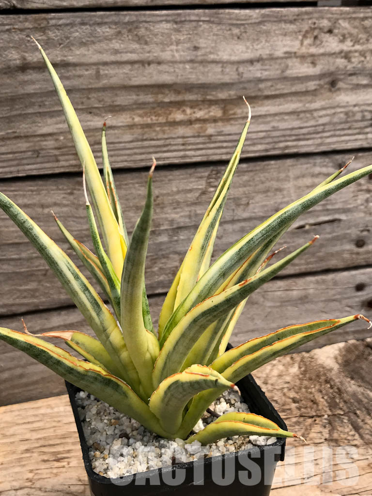 SHPR6097 Sansevieria gracilis Variegated - Image 5