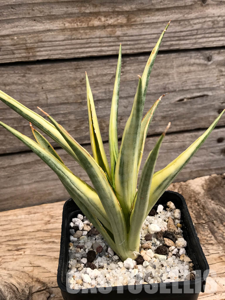 SHPR6097 Sansevieria gracilis Variegated - Image 6