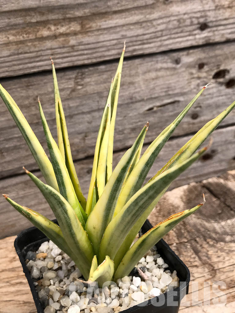 SHPR6097 Sansevieria gracilis Variegated - Image 7