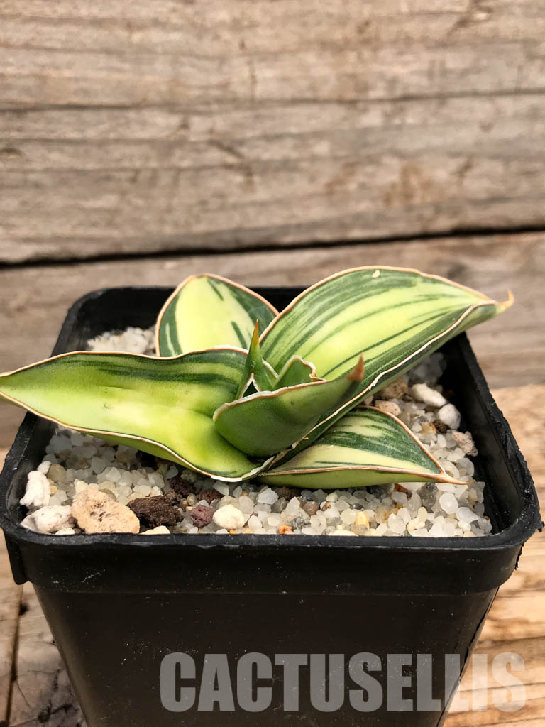 SHPR6102 Sansevieria ‘Kismayo’ variegated - Зображення 2