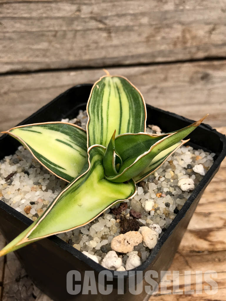 SHPR6102 Sansevieria ‘Kismayo’ variegated - Зображення 3