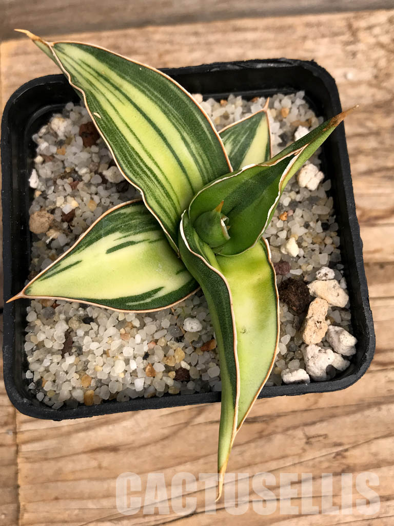 SHPR6102 Sansevieria ‘Kismayo’ variegated - Зображення 4
