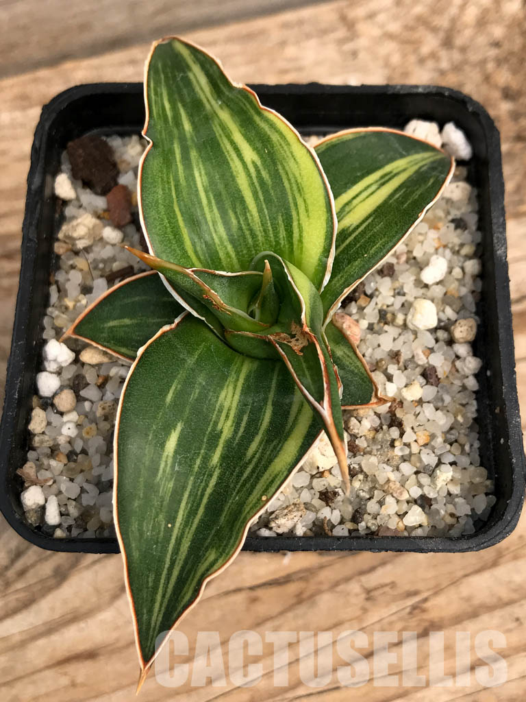 SHPR6102 Sansevieria ‘Kismayo’ variegated - Зображення 5