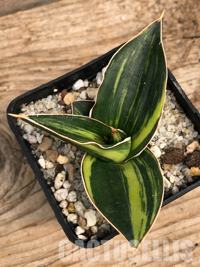 SHPR6102 Sansevieria ‘Kismayo’ variegated - Зображення 6