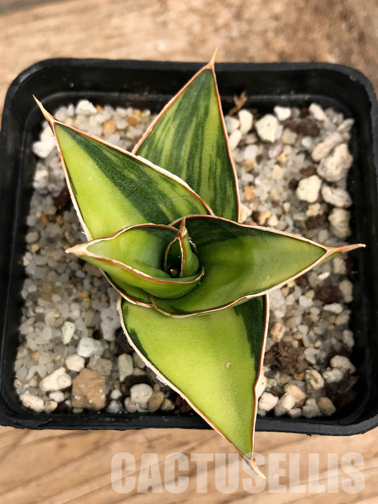 SHPR6102 Sansevieria ‘Kismayo’ variegated - Зображення 7