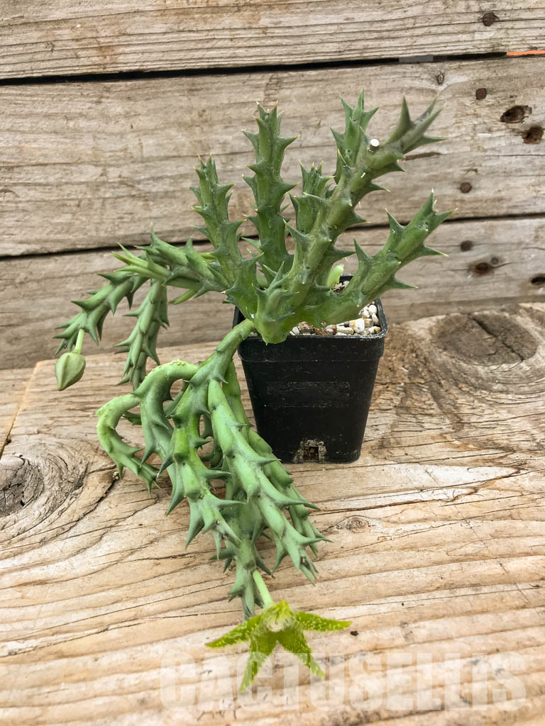 SHPR6103 Orbea dummeri, Kenya, East Africa - Image 2