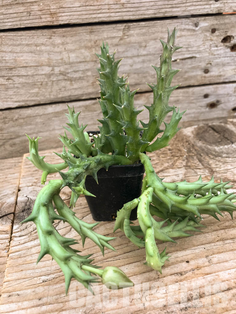 SHPR6103 Orbea dummeri, Kenya, East Africa - Image 3