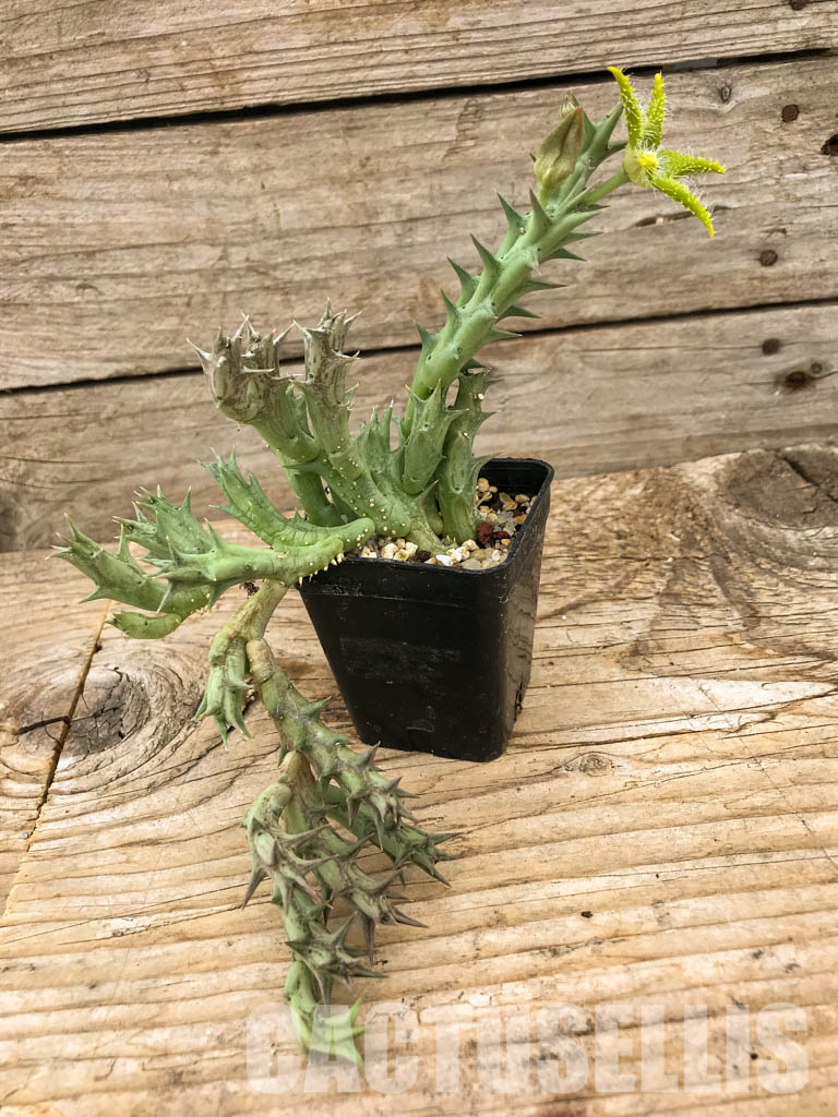 SHPR6103 Orbea dummeri, Kenya, East Africa