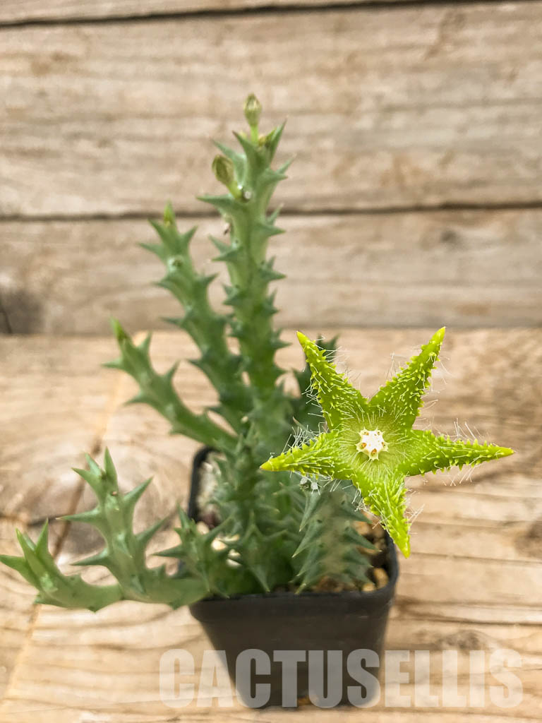 SHPR6103 Orbea dummeri, Kenya, East Africa - Image 5