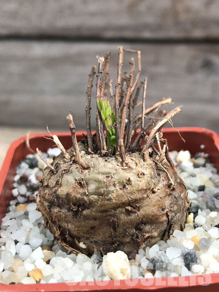 SHPR6104 Aeollanthus subacaulis v. linearis ES 20368, Njombe prov., Tanzania - Image 2