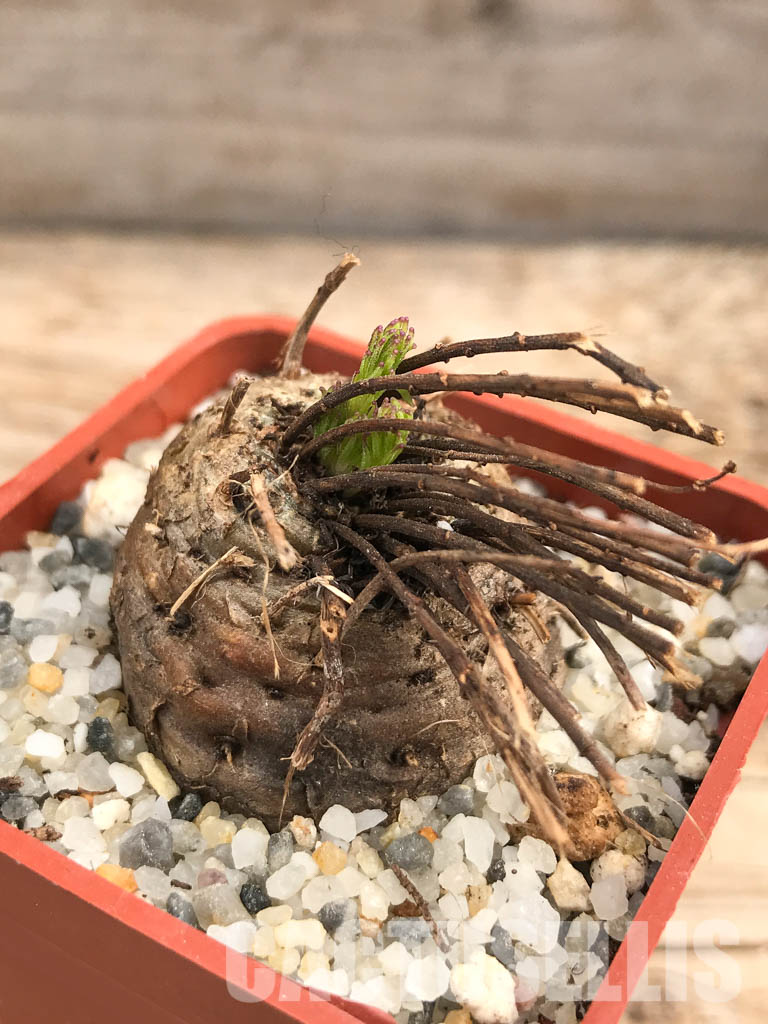 SHPR6104 Aeollanthus subacaulis v. linearis ES 20368, Njombe prov., Tanzania - Image 3