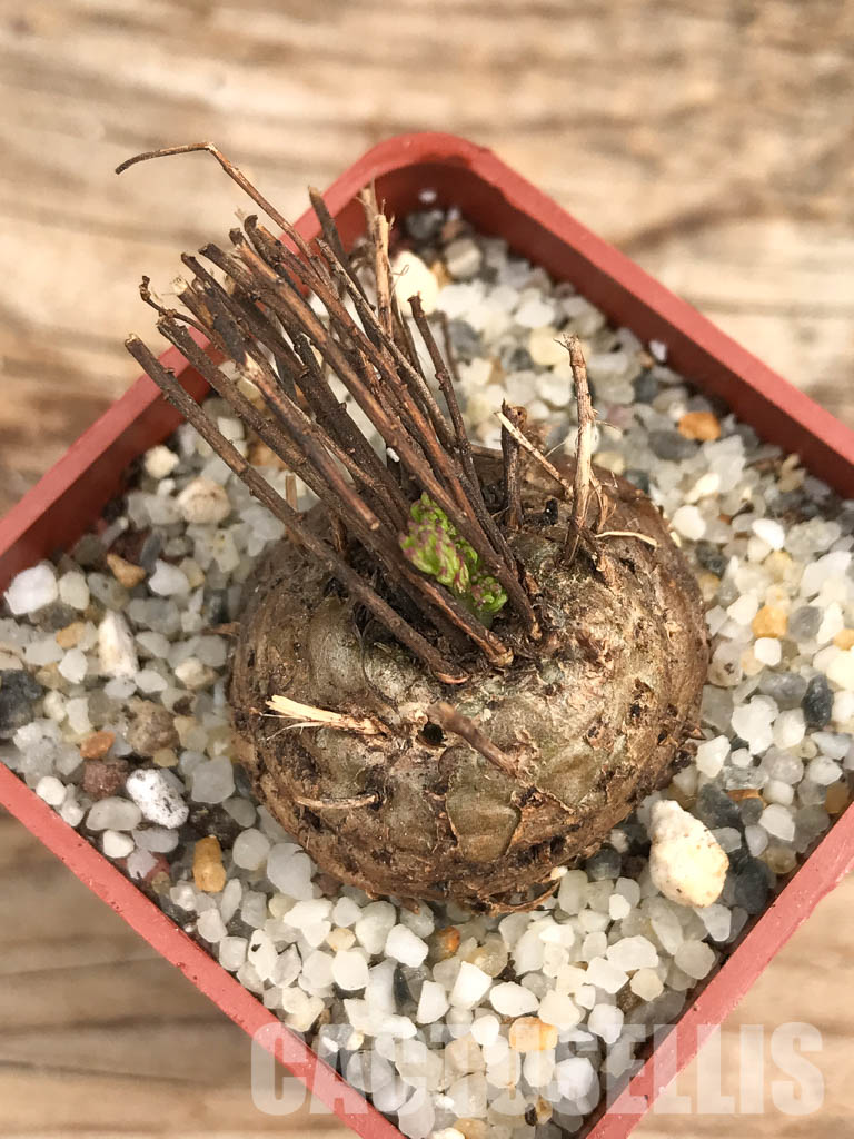 SHPR6104 Aeollanthus subacaulis v. linearis ES 20368, Njombe prov., Tanzania - Image 4