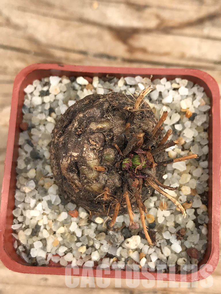 SHPR6104 Aeollanthus subacaulis v. linearis ES 20368, Njombe prov., Tanzania - Image 5