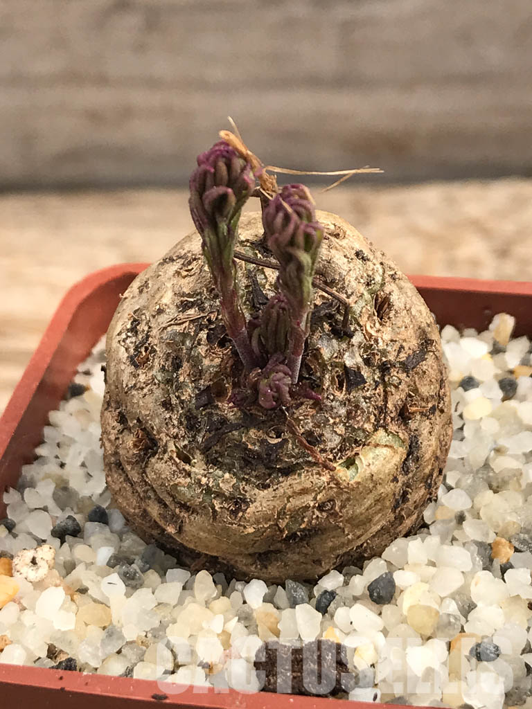 SHPR6104 Aeollanthus subacaulis v. linearis ES 20368, Njombe prov., Tanzania - Image 6