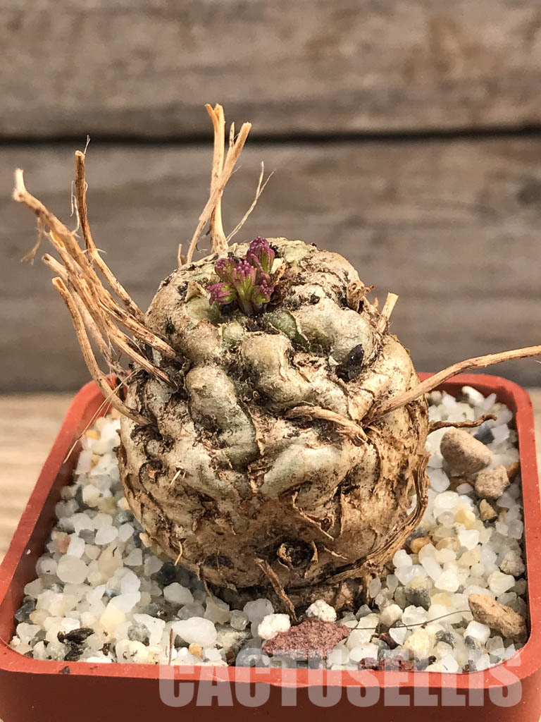 SHPR6104 Aeollanthus subacaulis v. linearis ES 20368, Njombe prov., Tanzania - Image 7