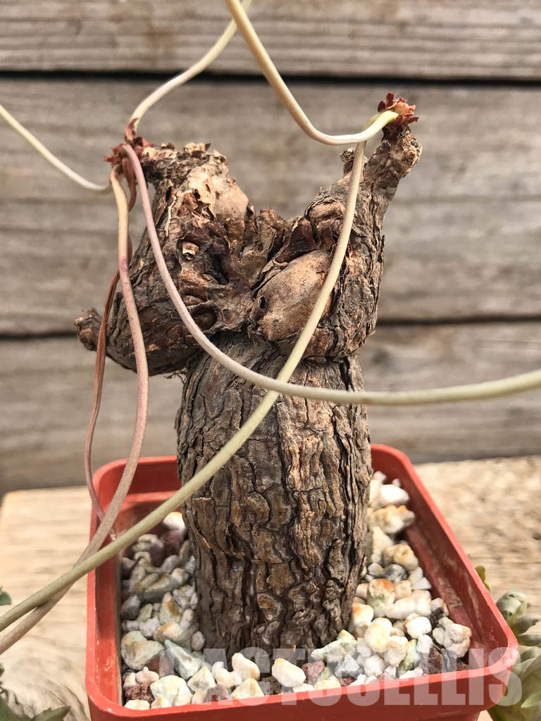 SHPR6107 Pelargonium lobatum, South Africa