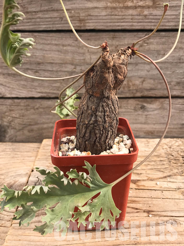 SHPR6107 Pelargonium lobatum, South Africa - 画像 (3)