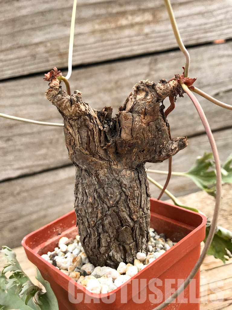 SHPR6107 Pelargonium lobatum, South Africa - 画像 (4)