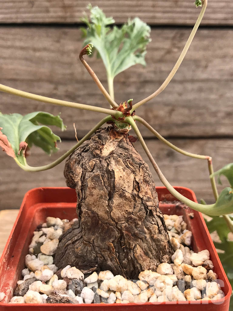 SHPR6108 Pelargonium lobatum, South Africa – Bild 2