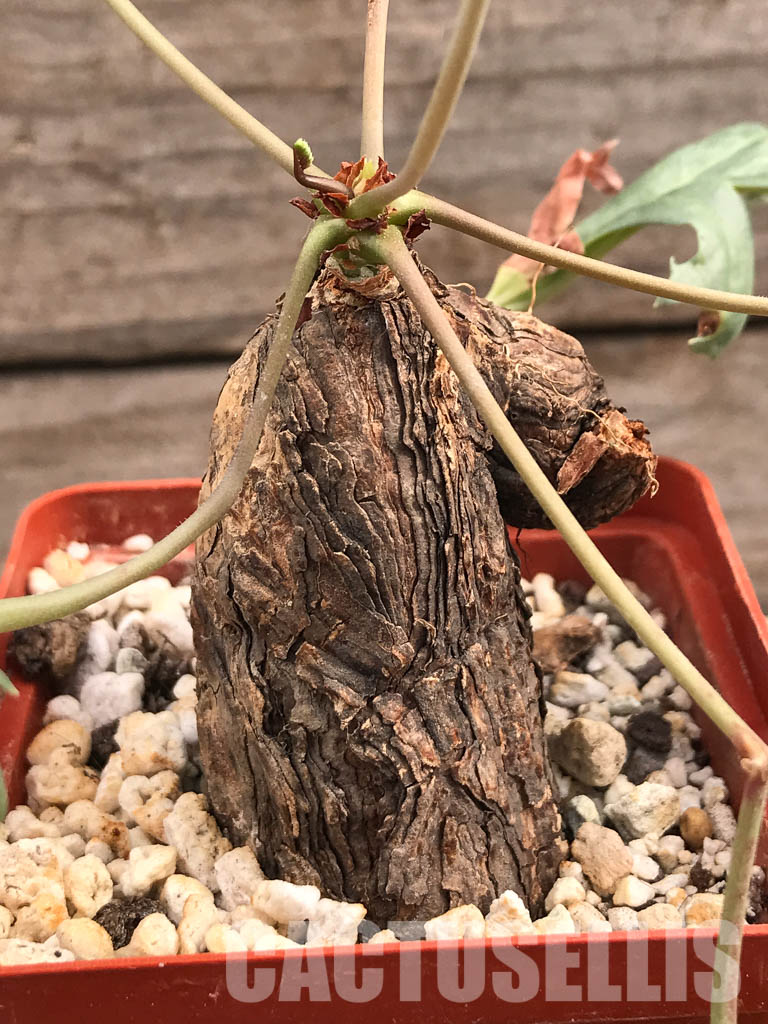 SHPR6108 Pelargonium lobatum, South Africa – Bild 3