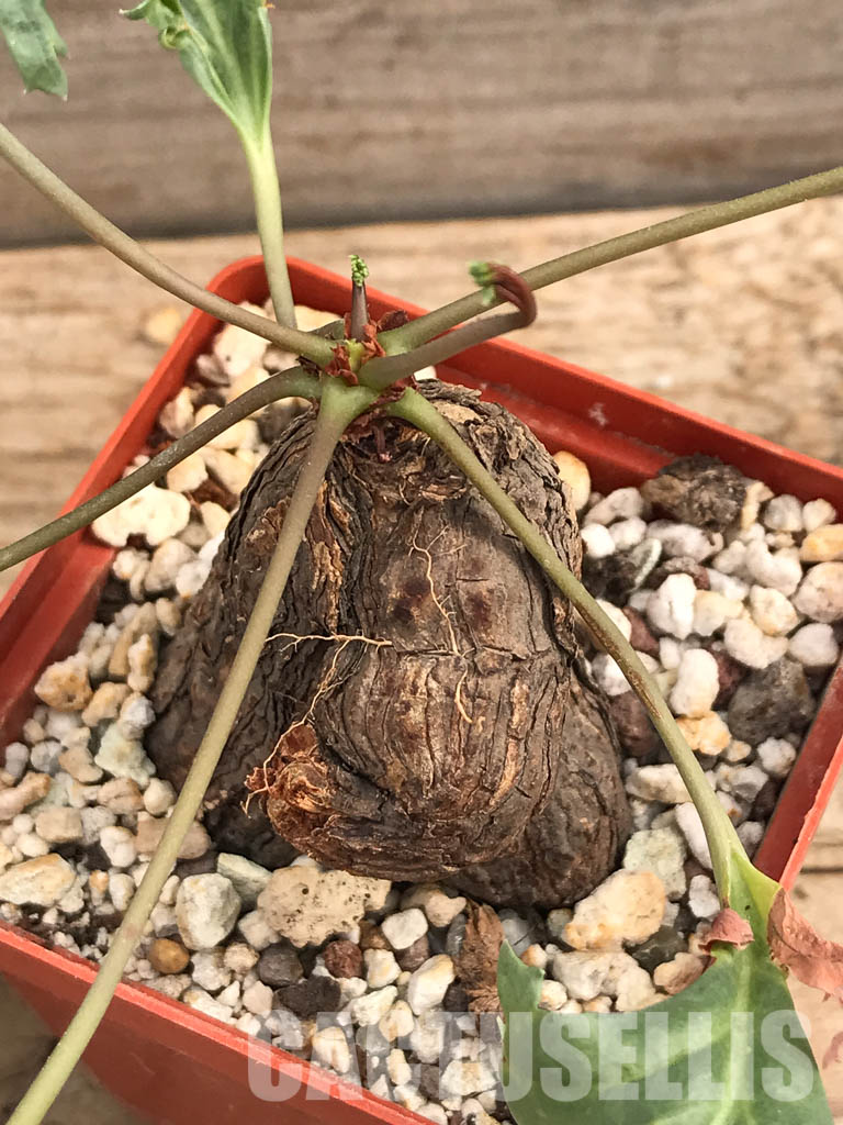 SHPR6108 Pelargonium lobatum, South Africa – Bild 4