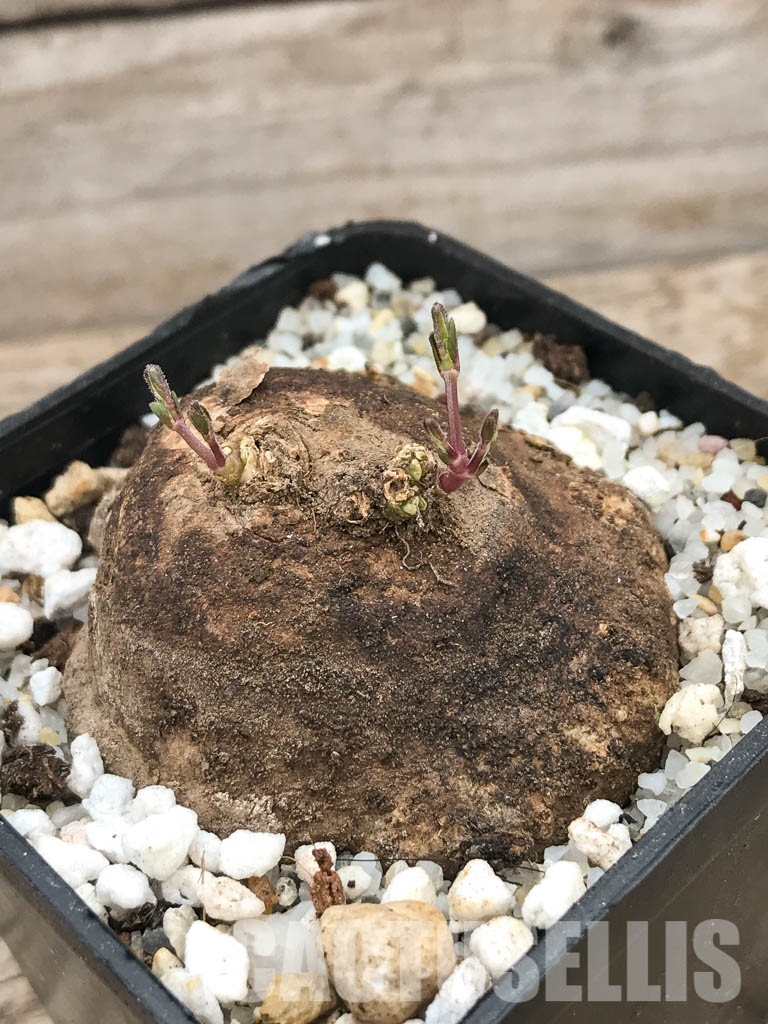 SHPR6109 Ceropegia ringoetii, Njombe Prov., Tanzania – Image 3