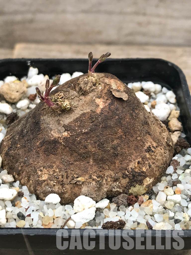 SHPR6109 Ceropegia ringoetii, Njombe Prov., Tanzania