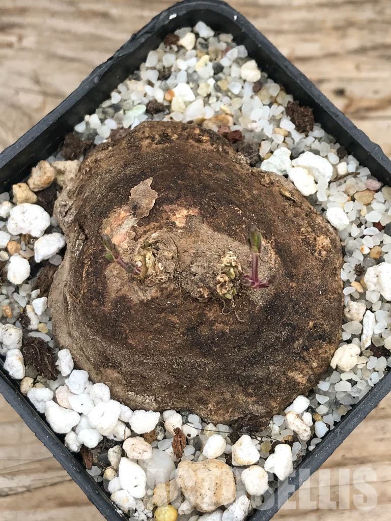 SHPR6109 Ceropegia ringoetii, Njombe Prov., Tanzania – Image 5