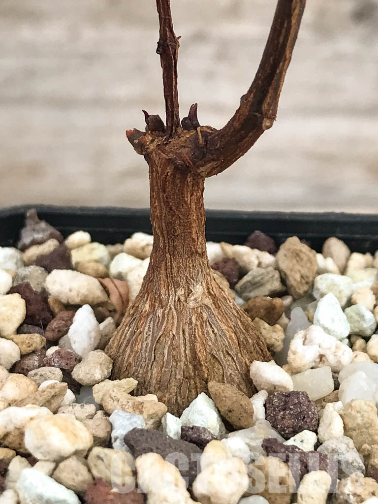 SHPR6117 Petopentia natalensis, Eastern Cape, Kwazulu-Natal, Mpumalanga Republic, South Africa - Image 2