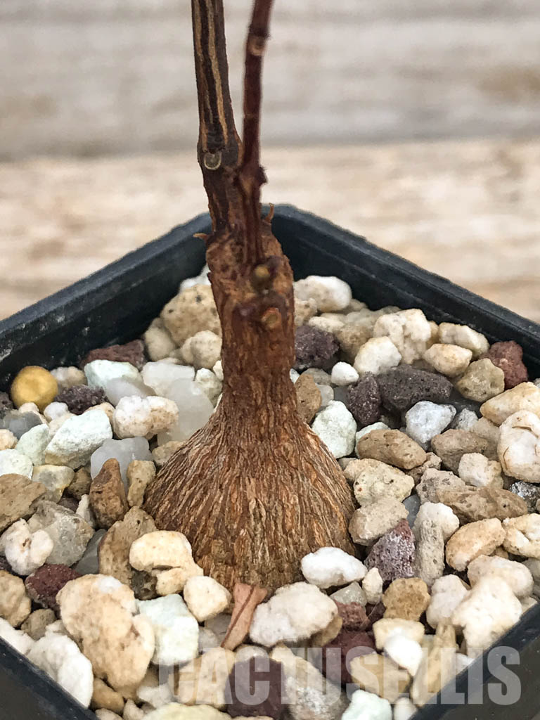 SHPR6117 Petopentia natalensis, Eastern Cape, Kwazulu-Natal, Mpumalanga Republic, South Africa - Image 3