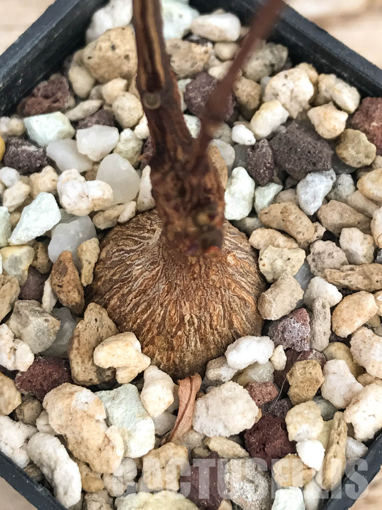 SHPR6117 Petopentia natalensis, Eastern Cape, Kwazulu-Natal, Mpumalanga Republic, South Africa - Image 4