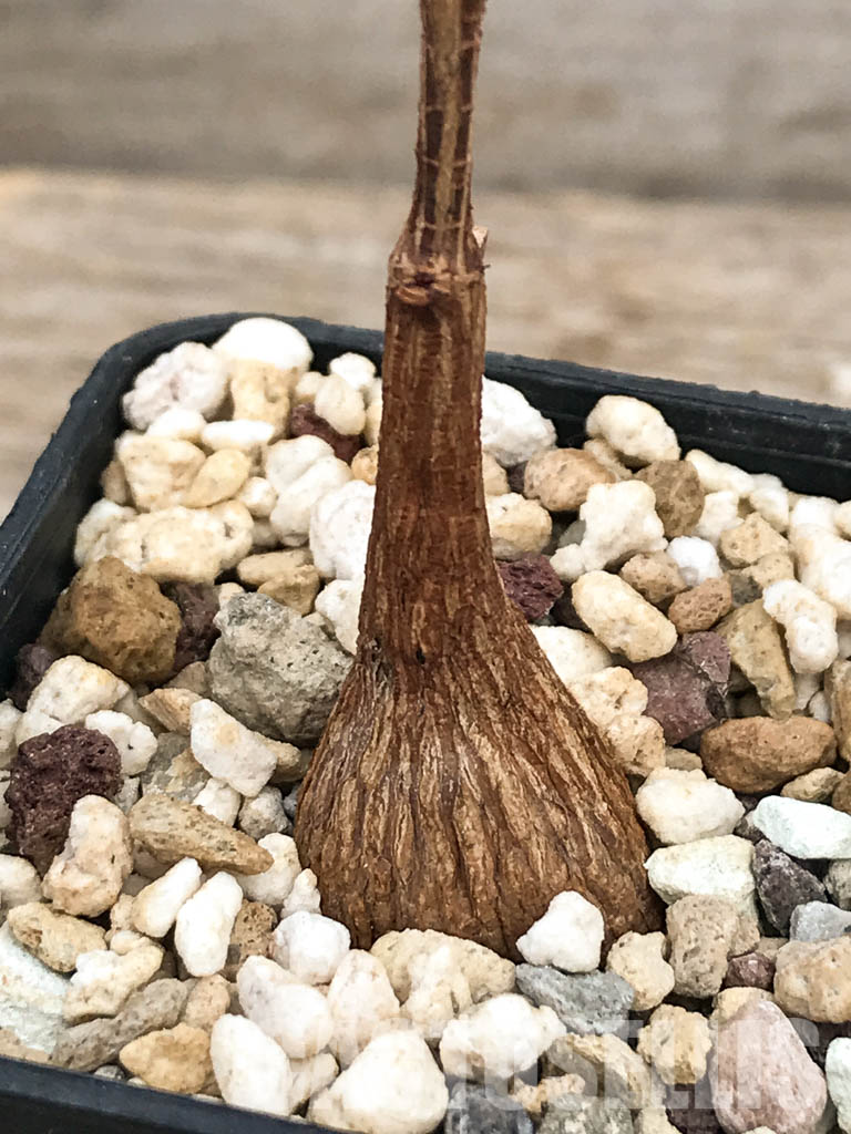 SHPR6117 Petopentia natalensis, Eastern Cape, Kwazulu-Natal, Mpumalanga Republic, South Africa - Image 5