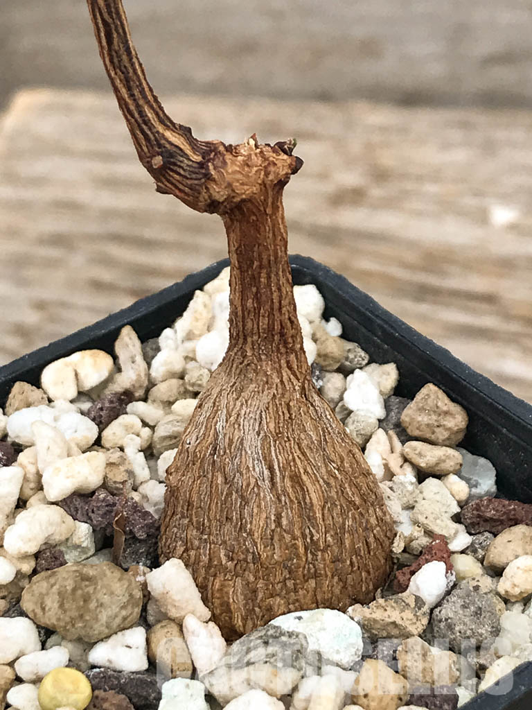 SHPR6117 Petopentia natalensis, Eastern Cape, Kwazulu-Natal, Mpumalanga Republic, South Africa - Image 6