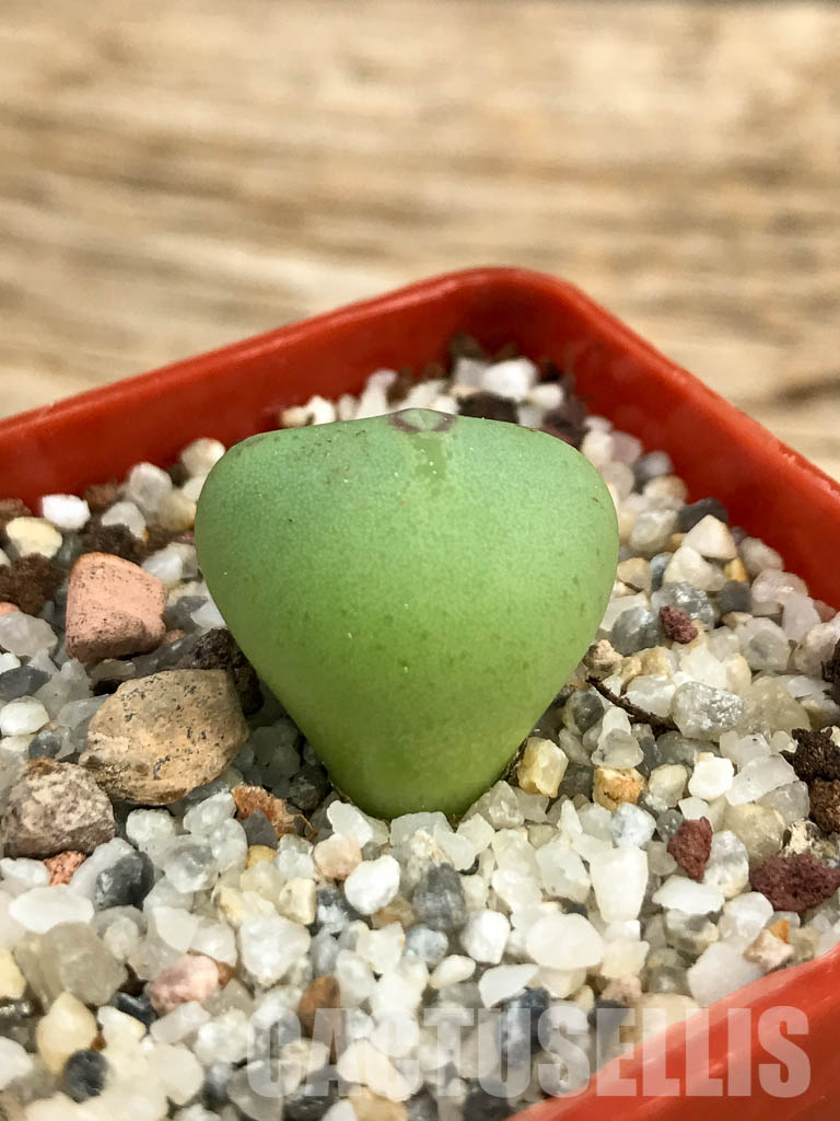 SHPR6130 Conophytum frutescens PV 1382, Komaggas, Northern Cape, South Africa