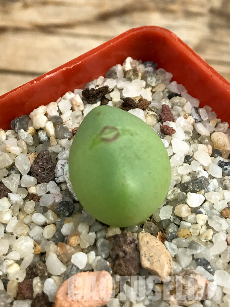 SHPR6130 Conophytum frutescens PV 1382, Komaggas, Northern Cape, South Africa - Image 2