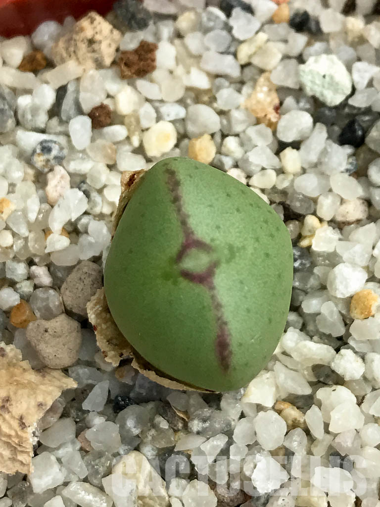 SHPR6130 Conophytum frutescens PV 1382, Komaggas, Northern Cape, South Africa - Image 3