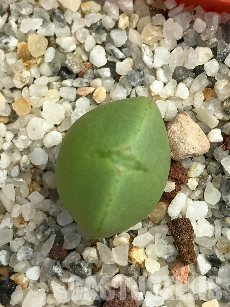 SHPR6130 Conophytum frutescens PV 1382, Komaggas, Northern Cape, South Africa - Image 4