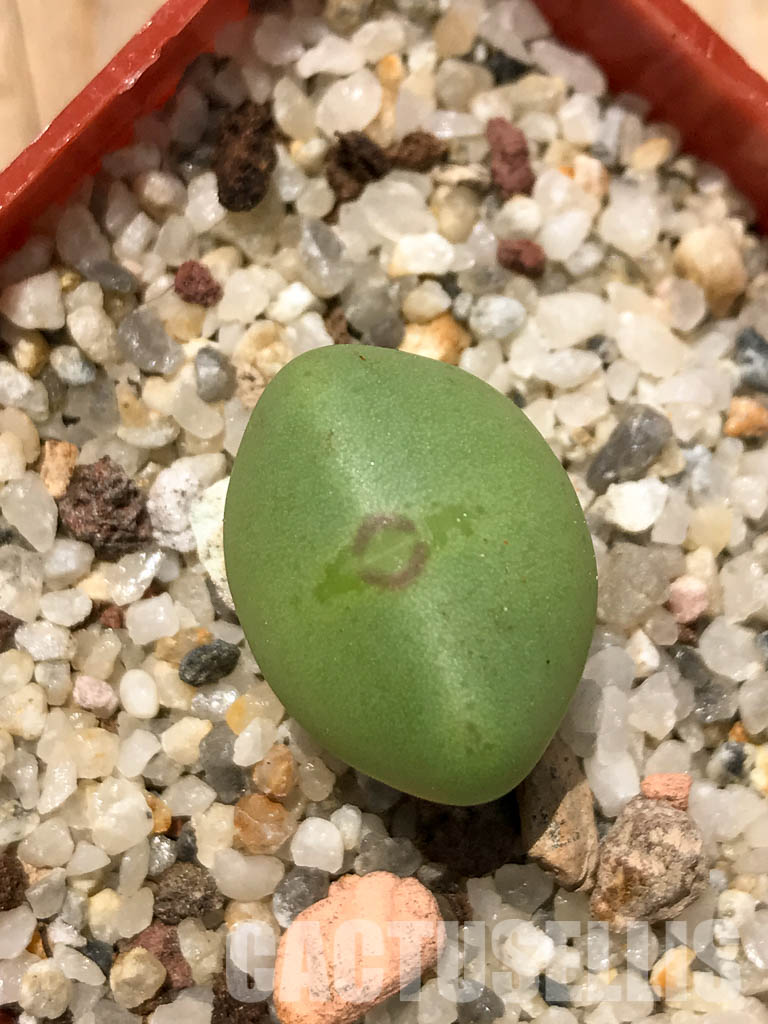 SHPR6130 Conophytum frutescens PV 1382, Komaggas, Northern Cape, South Africa - Image 5