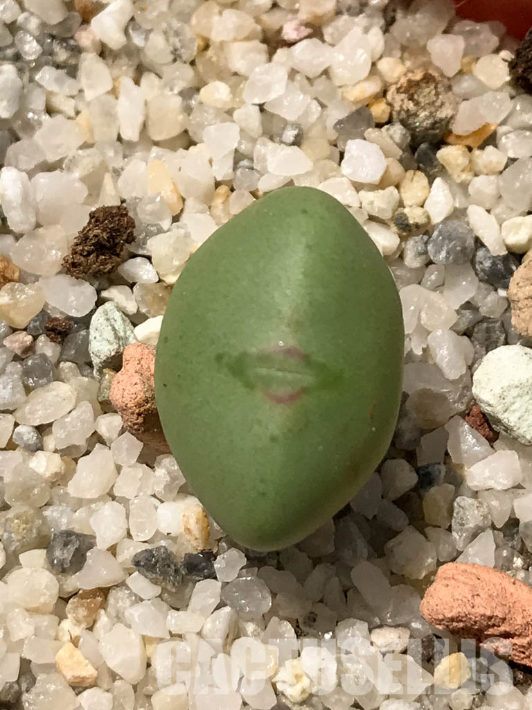 SHPR6130 Conophytum frutescens PV 1382, Komaggas, Northern Cape, South Africa - Image 6