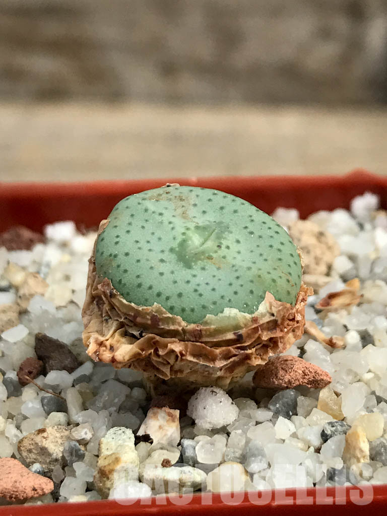 SHPR6132 Conophytum wettsteinii ssp. ruschii PV 1028, Rosyntjieberg, Namakwa, Northern Cape Prov., South Africa - Image 2