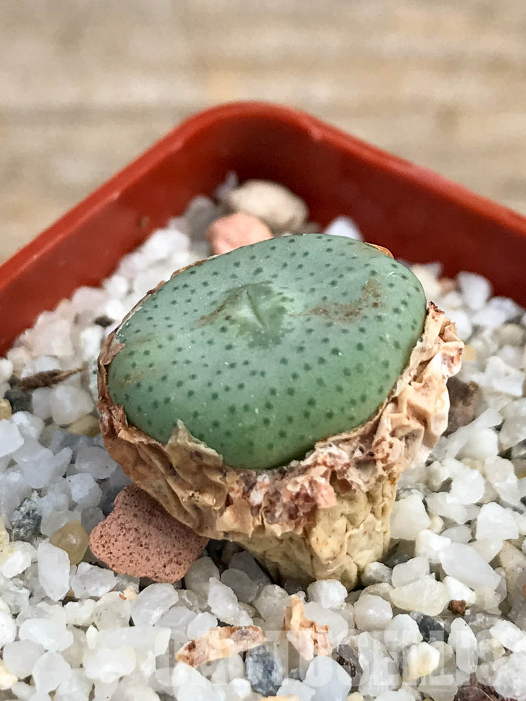 SHPR6132 Conophytum wettsteinii ssp. ruschii PV 1028, Rosyntjieberg, Namakwa, Northern Cape Prov., South Africa - Image 3