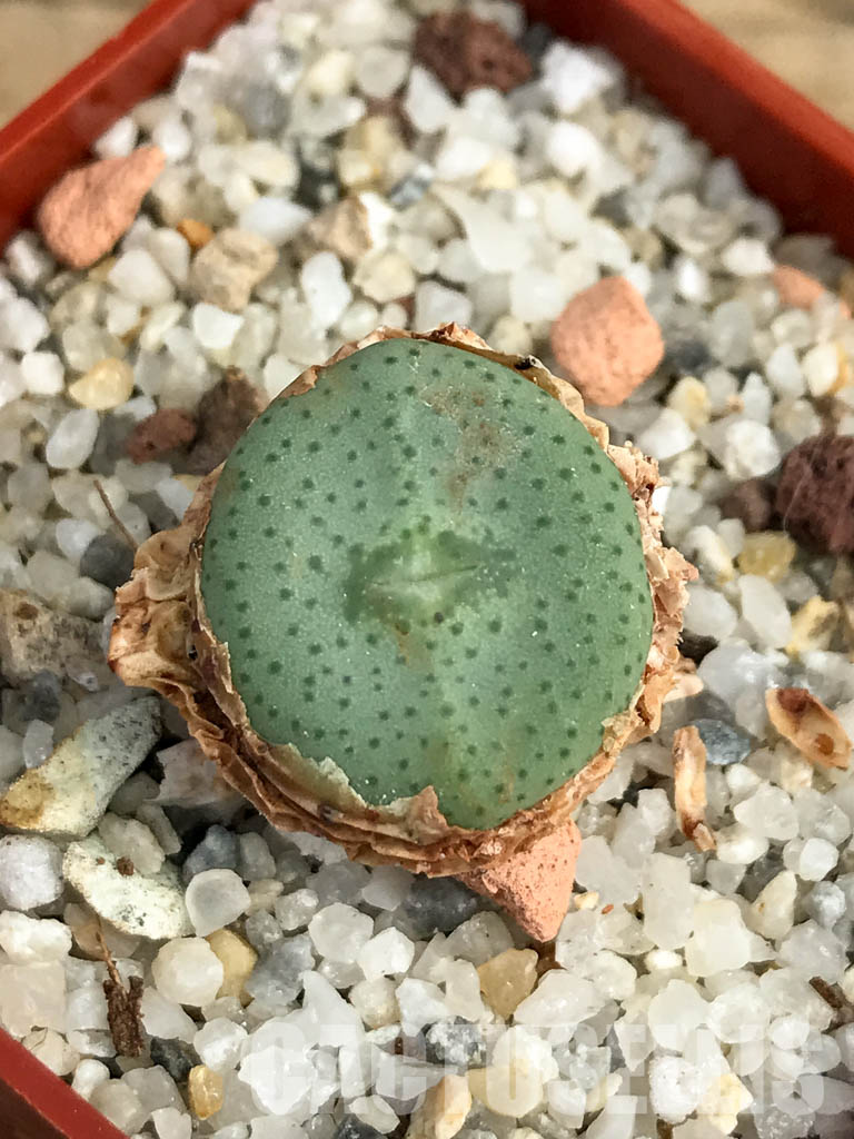 SHPR6132 Conophytum wettsteinii ssp. ruschii PV 1028, Rosyntjieberg, Namakwa, Northern Cape Prov., South Africa - Image 4