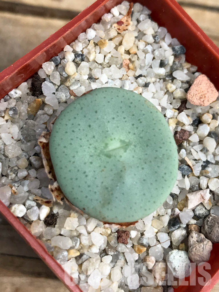 SHPR6132 Conophytum wettsteinii ssp. ruschii PV 1028, Rosyntjieberg, Namakwa, Northern Cape Prov., South Africa - Image 5