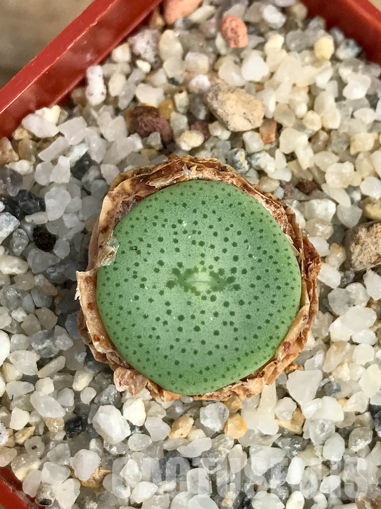 SHPR6132 Conophytum wettsteinii ssp. ruschii PV 1028, Rosyntjieberg