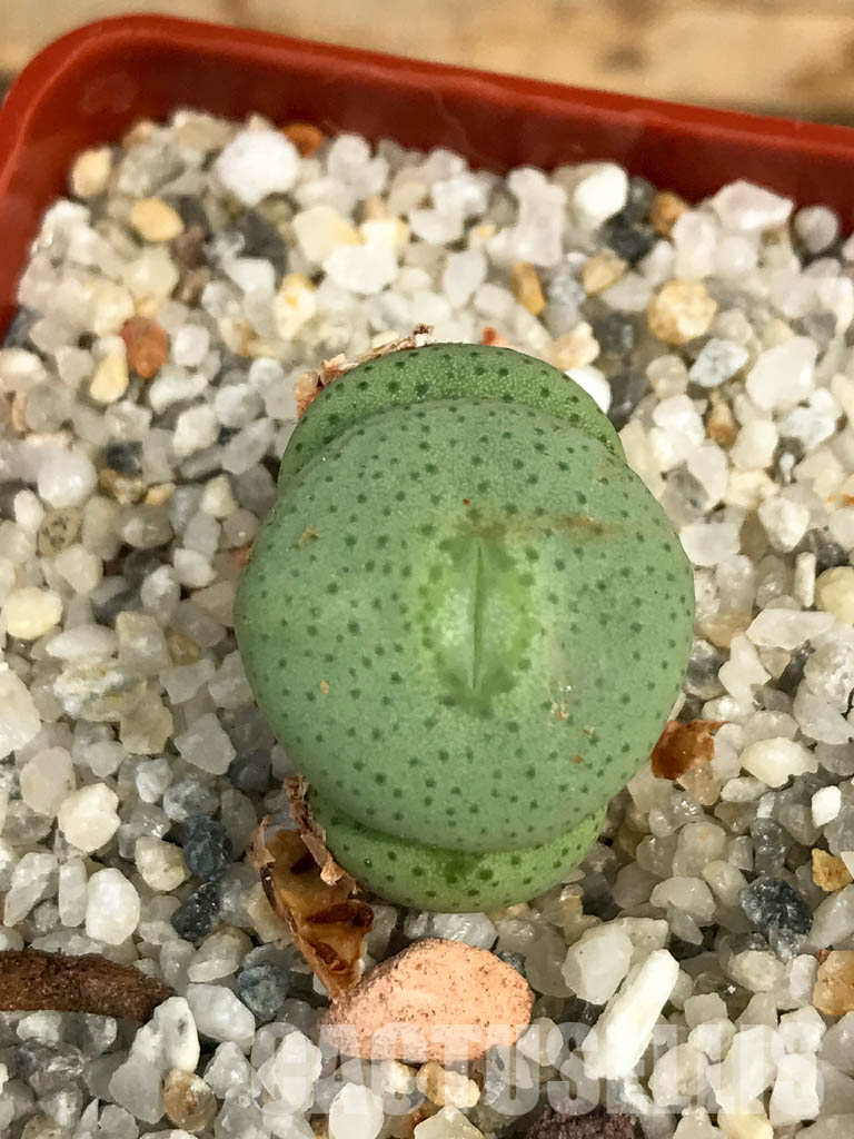 SHPR6132 Conophytum wettsteinii ssp. ruschii PV 1028, Rosyntjieberg, Namakwa, Northern Cape Prov., South Africa - Image 7