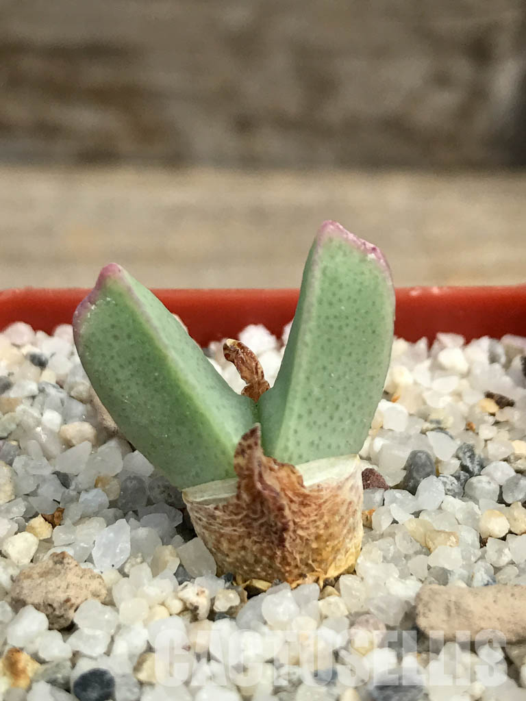 SHPR6133 Conophytum bilobum PV 1023, East of Eksteenfontein, Namakwa, South Africa - Imagen 2