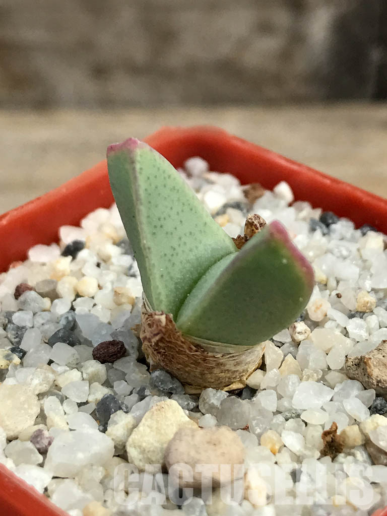 SHPR6133 Conophytum bilobum PV 1023, East of Eksteenfontein, Namakwa, South Africa - Imagen 3