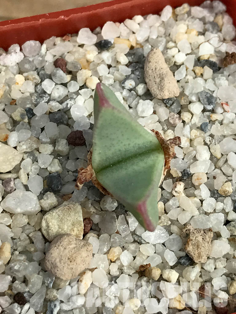 SHPR6133 Conophytum bilobum PV 1023, East of Eksteenfontein, Namakwa, South Africa - Imagen 4